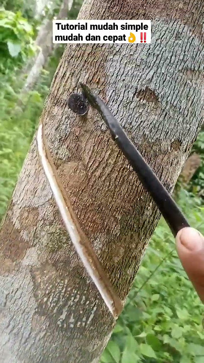 Petani karet ‼️- Tutorial singkat cara Menyadap pohon Karet menurut saya👌‼️#tutorial  #shorts #cara