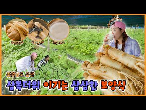 Beating the Dog Days of Summer with Ginseng-Infused Vitality Food - Geumsan-gun, Chungcheongnam-d...