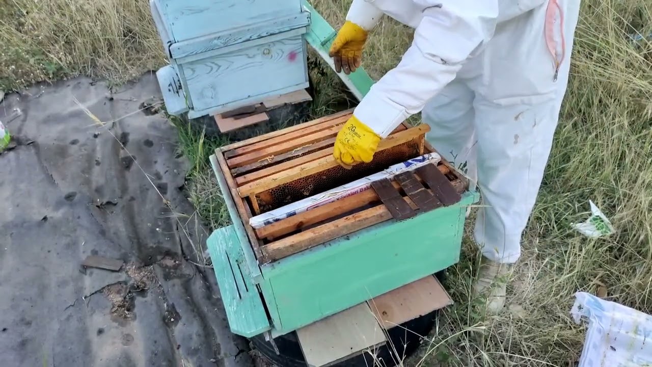 📌Bal akımında bölme yapılır mı?✅