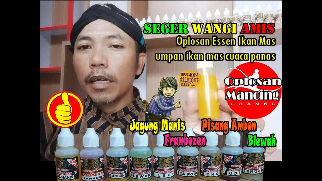Oplosan Essen Ikan Mas untuk Umpan Mancing Cuaca Panas Siang Hari Aroma