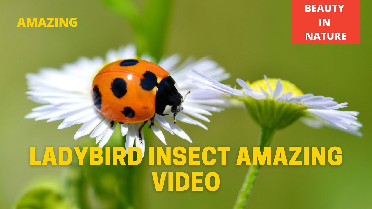 Ladybird insect amazing video - ladybird insect