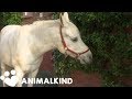 Beautiful horse is the star of her tiny german town  animalkind