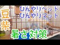 【豆柴あられ】暑さ対策！ひんやりベッドとマットに模様替え　shibainu puppy