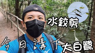 今日講下 水鉸剪 大白鷺 (´▽｀) （廣東話） by 蟲兄 48 views 2 months ago 4 minutes, 26 seconds