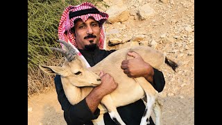 عبيد العوني في محمية الوعول  الجزء 1  ينابيع حياة طبيعية Ibex Reserve Protected Area