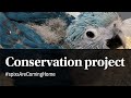 The Spix's Macaw conservation project. #spixsAreComingHome