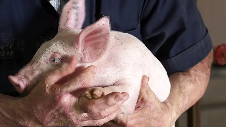 Leon Sheets is the 2017 America’s Pig Farmer of the Year