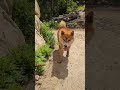 柴犬さん隠れてみた！どの子が来るかな？ #柴犬さん #柴犬 #柴犬レオ #shibainu