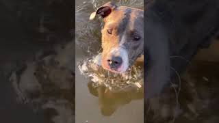 День прогулок #музыка #remix #automobile #music #dj #pitbull #цитатыпрожизнь #tret #собака #dog #hd