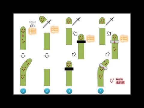 DSE Bio 1 Tropism And Auxin 1 The Discovery Of Auxin