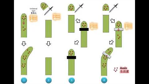 [科學史] DSE Bio 向性與生長素 (1)生長素的發現 Tropism and Auxin (1) The discovery of auxin - 天天要聞