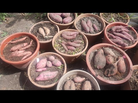 Planting and harvesting 6 varieties of sweet potatoes in pots / Sweet Potatoes harvest 2020