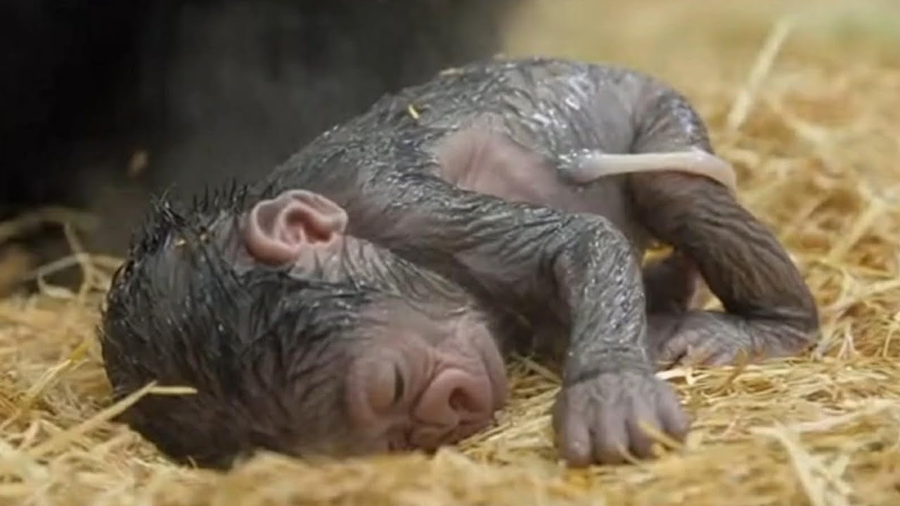 Cute baby Gorilla sleepy 😴