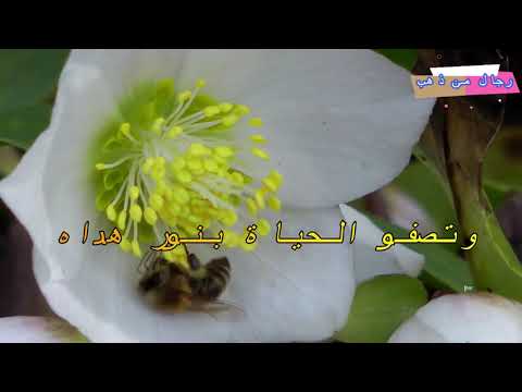 جمال الوجود بذكر الإله للمنشد محمد المقيط HD The Beauty Of Existence By Muhammad Al Muqit