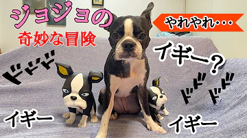 イギーカワイイ