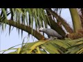 African Grey Parrots