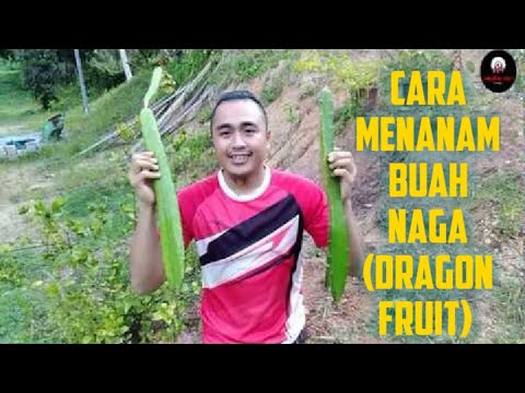 Cara Menanam Buah Naga 