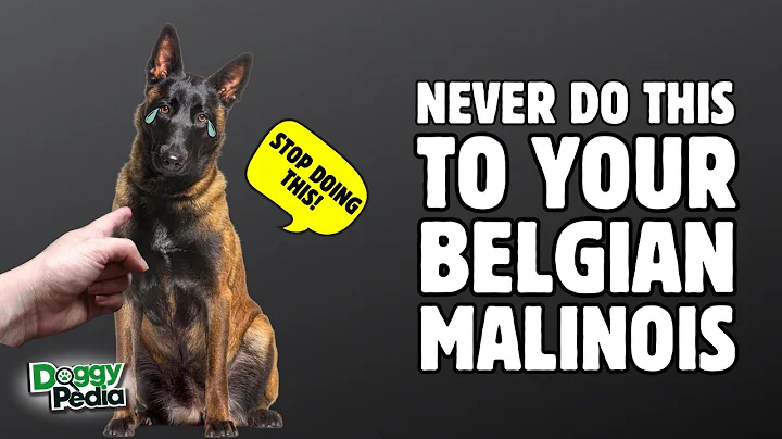 10 Things You Must Never Do To Your Belgian Malinois