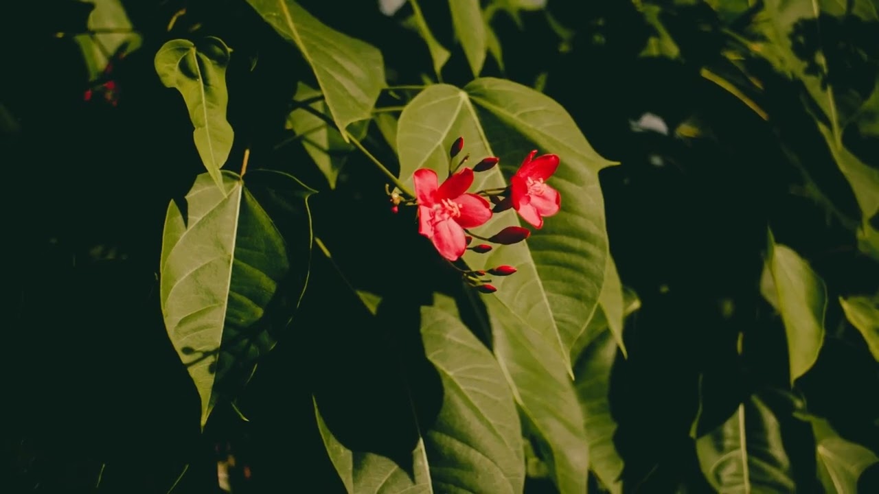 Just Flowers
