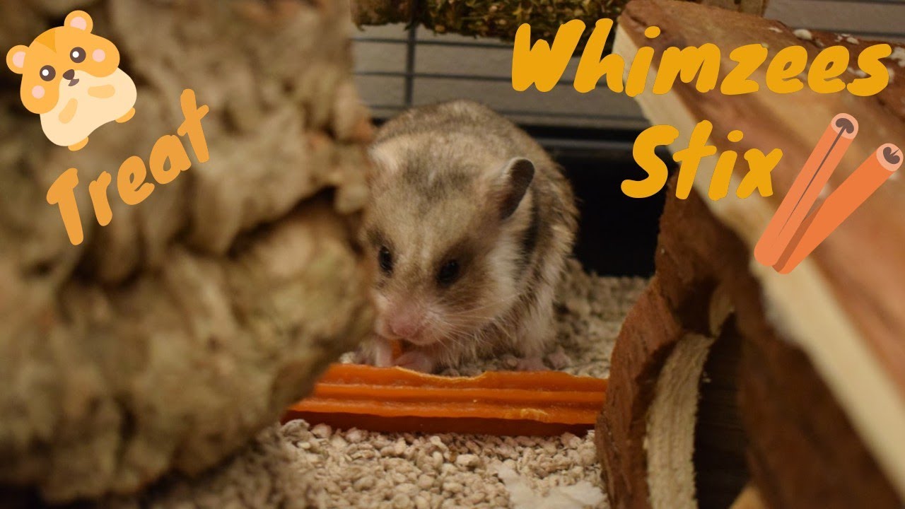 whimzees hamster