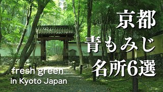 京都新緑】青モミジ新緑や深緑名所と穴場6選 嵐山/常寂光寺 京都新緑】青モミジ新緑や深緑名所と穴場6選 嵐山/常寂光寺