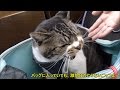 今日も動物病院で激おこ・怒り心頭の猫リキちゃん☆病院では猫が変わる！ゴジラ猫【リキちゃんねる　猫動画】Cat videos キジトラ猫との暮らし