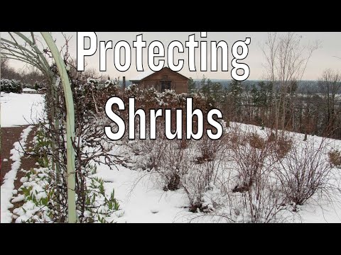 Protecting Shrubs In Winter