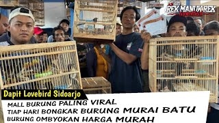 MALL BURUNG PALING VIRAL !!! TIAP HARI BONGKAR BURUNG MURAI BATU DAN BURUNG OMBYOKAN HARGA MURAH