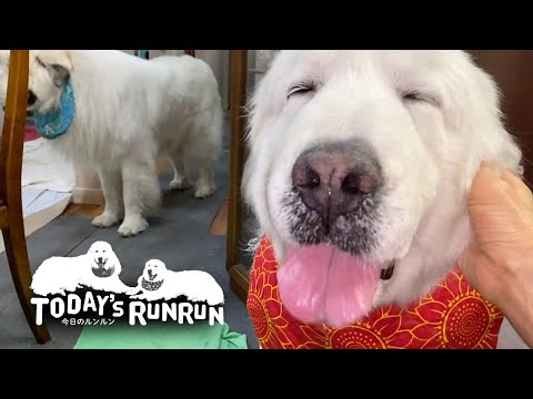 雷が怖いルンルンとそばを離れないアラン　Great Pyrenees　グレートピレニーズ