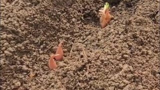 쪽파 심고 수확까지 #farming #농사노하우 #harvesting screenshot 5