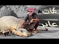 حصان عساف 