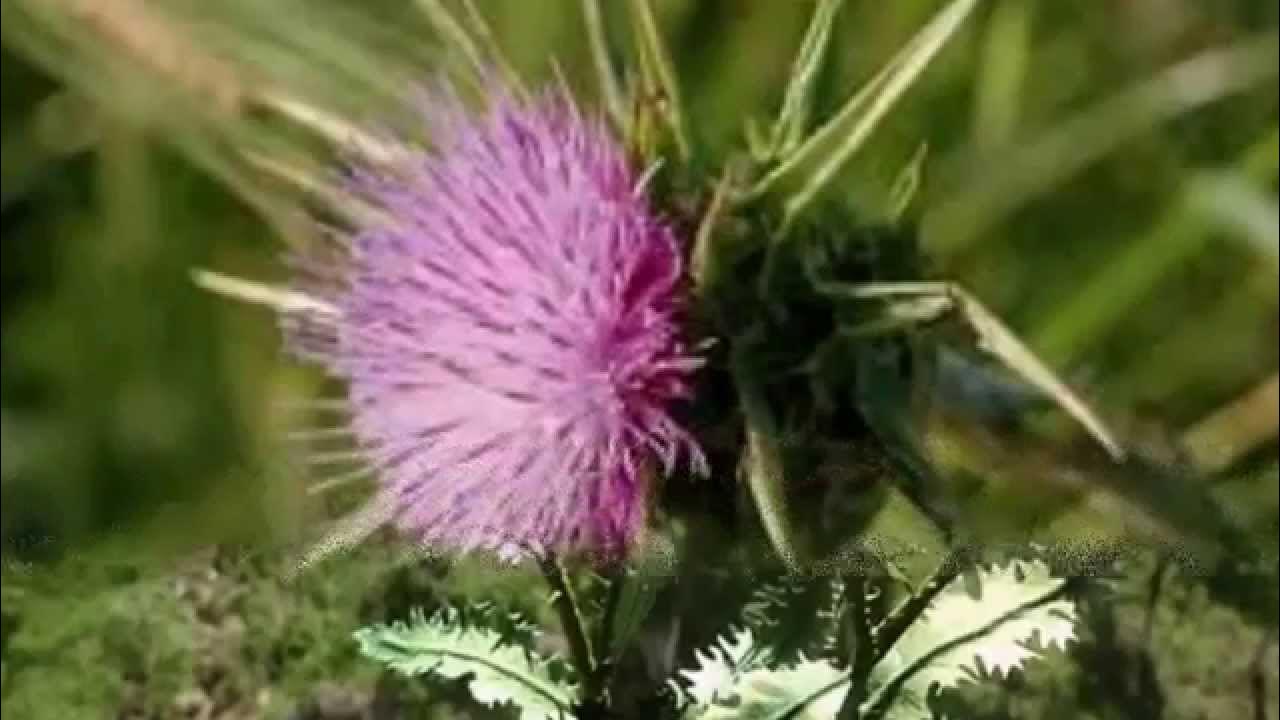 Расторопша пятнистая, чертополох. Лекарственные травы - YouTube