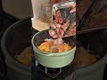 ルウ不使用【ビーフシチュー】