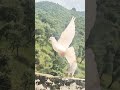#birds #kabutarandekabdetehain #pigeon #pigeonhouse