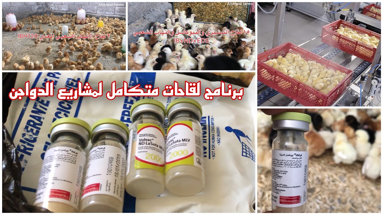 برنامج لقاحات متكامل للدجاج البياض