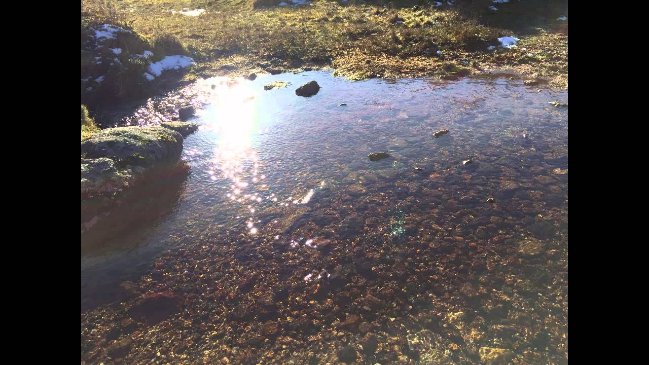 Cellular Settling Meditation with Cherionna Menzam-Sills, PhD