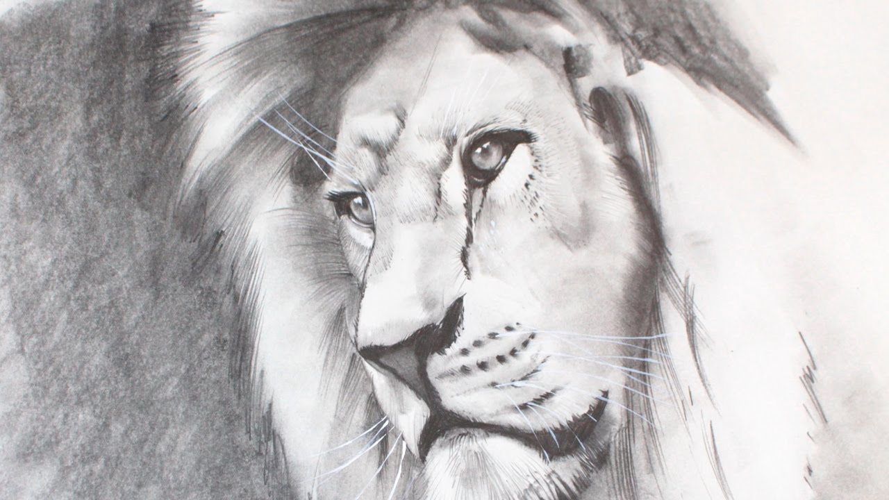 How to Draw a Realistic Lion - YouTube