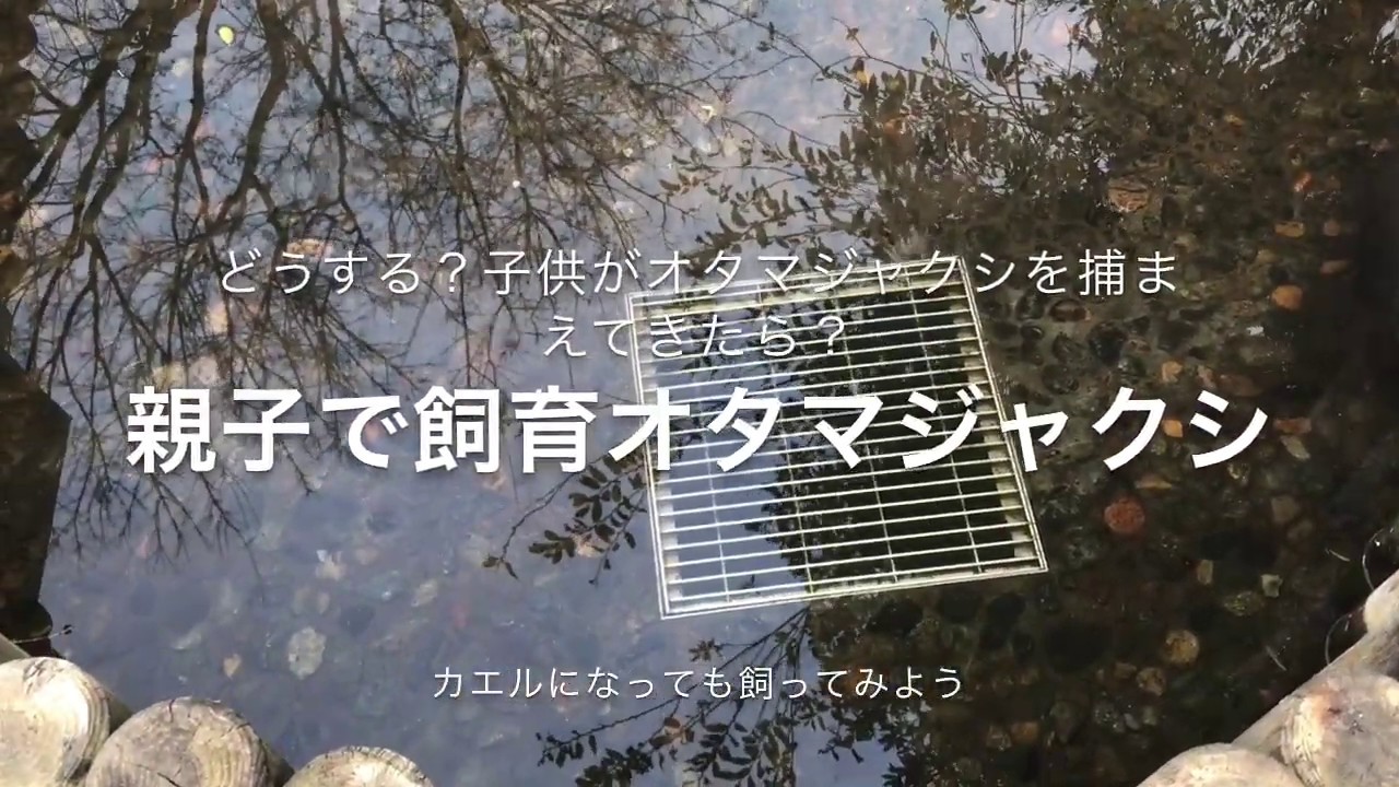 おたまじゃくしを飼育しよう 親子で簡単 Youtube
