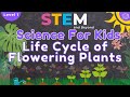 The Life Cycle And Fascinating Features Of Flowering Plants