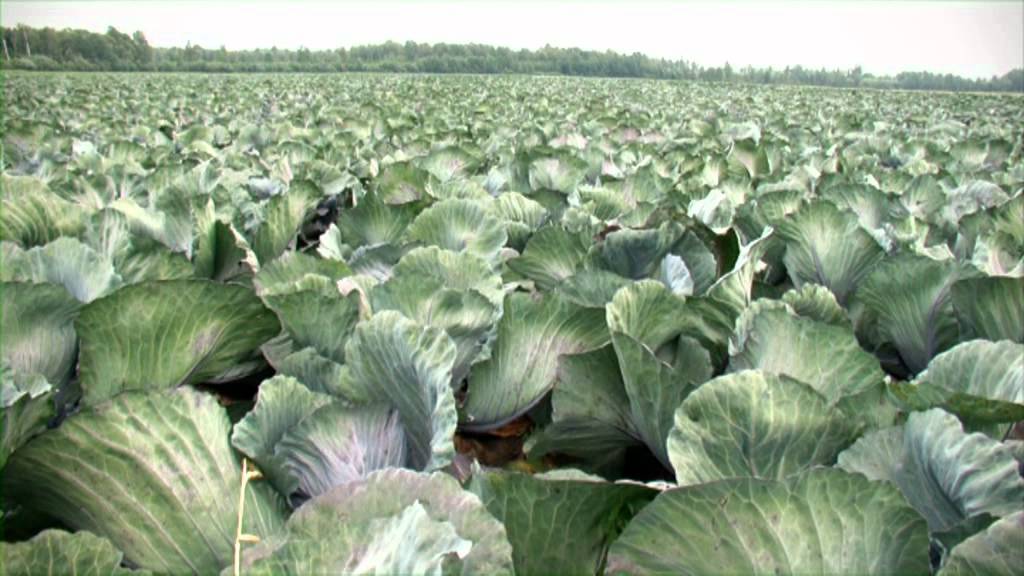 Lietuviskos darzoves: kaip auginamos, paruosiamos ir patiekiamos lietuviskos darzoves.