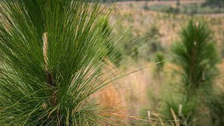 Conservation Outcomes Webinar:  Sustaining Southeastern Forests
