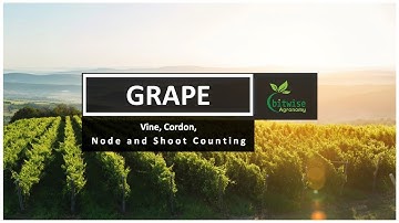 Bitwise Agronomy | Grape - Vine, Cordon, Node and Shoot Counting