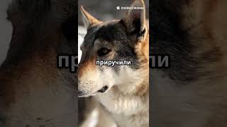 Как создать собачку в Minecraft  #котики #game #minecraft #юмор
