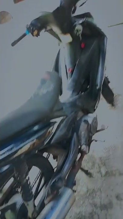axelo bapak
