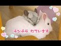 チンチラがうさぎの上で寝ています