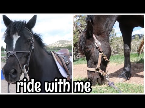 Ride Penelope with Me! // Visiting my Pony after College Barn Vlog