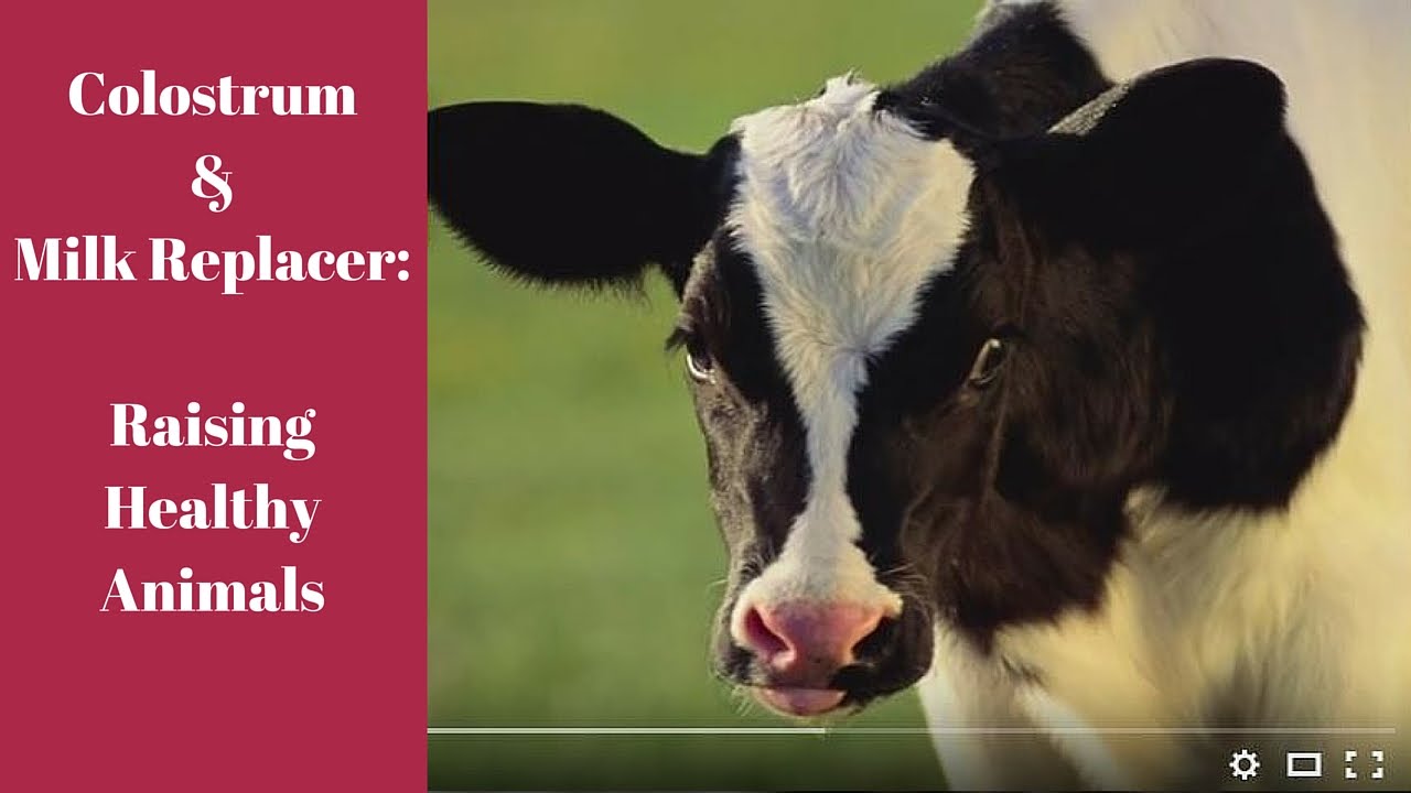 Colostrum & Milk Replacers: Raising Healthy Animals - YouTube