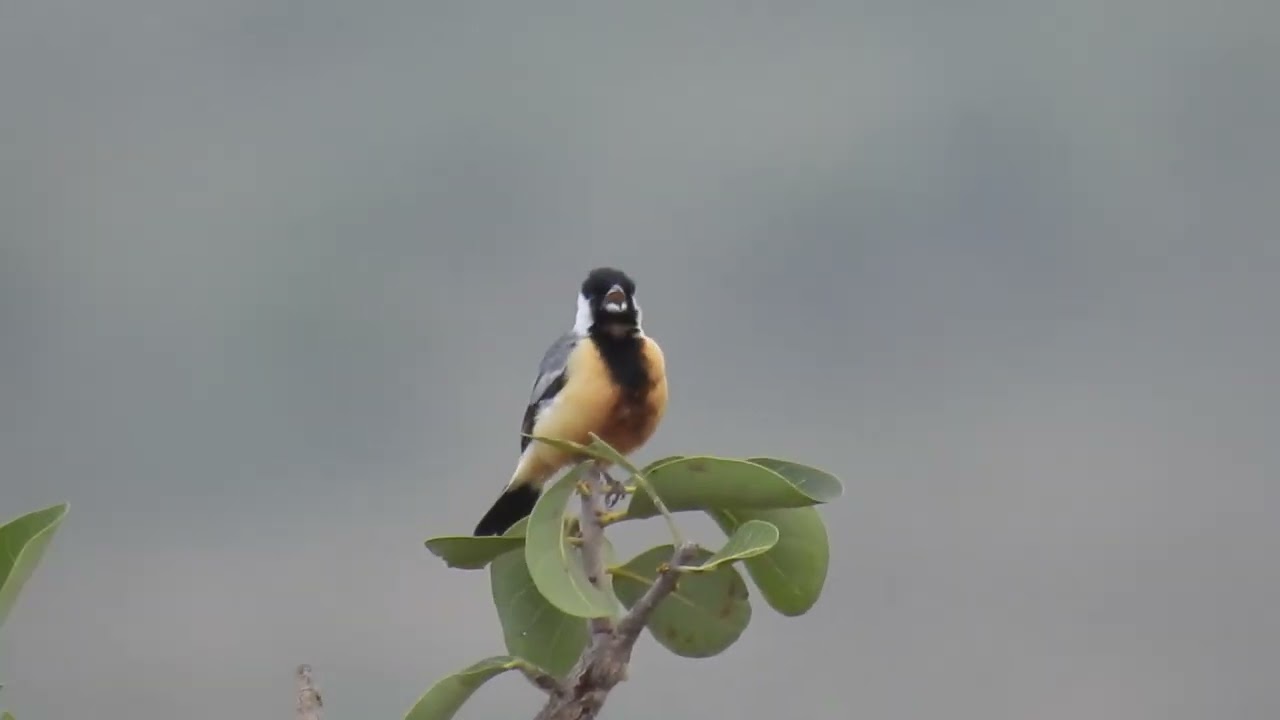 Mineirinho (Charitospiza eucosma): Uma Beleza Rara Registrada em Pompéu, Minas Gerais.