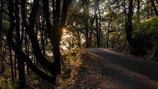 Binsar An Amphitheatre of Himalayas
