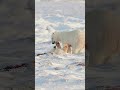 Polar Bear Play #wildlifevideography #wildlife #wildlifephotograph #animal #wildlifewatching